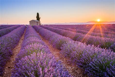 Lavender Fields France | Riviera Bar Crawl Tours - French Riviera