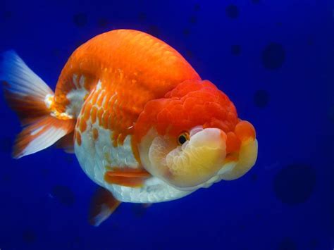 Lionhead Goldfish Care & Species Profile | Fishkeeping World