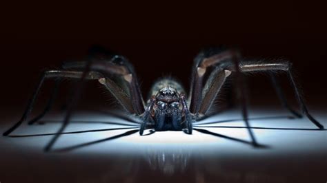 Why Do So Many People Fear Spiders?