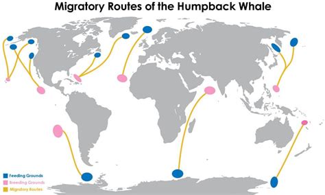 Image result for humpback whale migration | Whale migration, Humpback ...