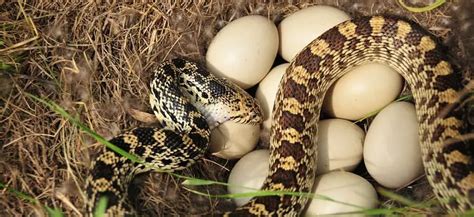 How To Keep Snakes Away From Chickens, Eggs, And Coops