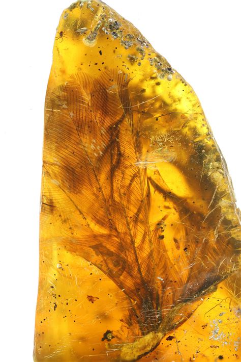 Baby Bird Found in Amber: Q&A with Dr. Ryan McKellar – Fossil Realm