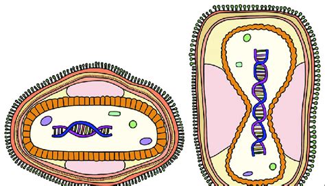 Schematic diagram of the poxvirus structure. (a) cross-section; (b ...