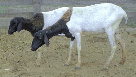 Livestock Kenya - Sheep breeds in Kenya