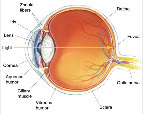 Human eye diagram, Diagram of the eye, Eye facts