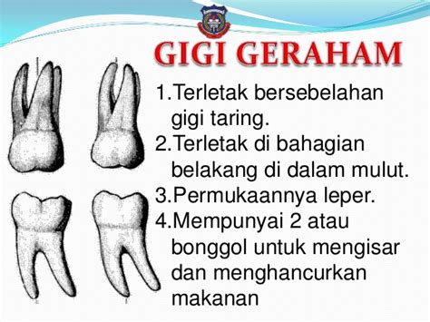 Lapisan-lapisan Gigi dan jenis gigi - Ensiklopedi Anak