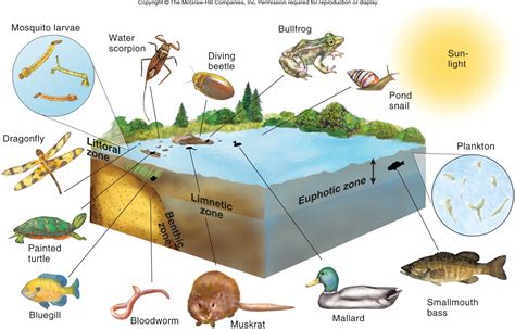 Freshwater Biome Plants - Plants BG