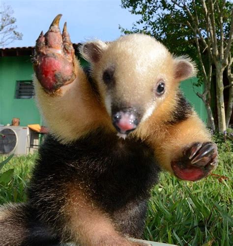 Tamandua Facts! | Wild Animals! Amino