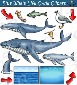 Blue Whale Life Cycle Clipart by I 365 Art - Clipart 4 School | TPT