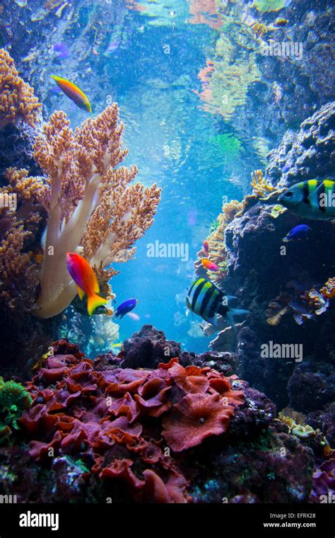 Animal Underwater Plants Ocean High Resolution Stock Photography and ...