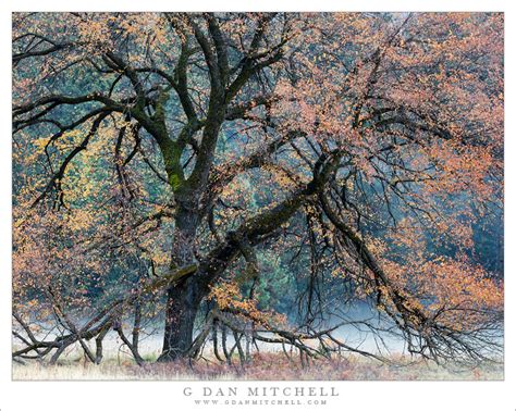 G Dan Mitchell Photograph: Autumn Tree, Broken Branches, Ground Fog | G ...