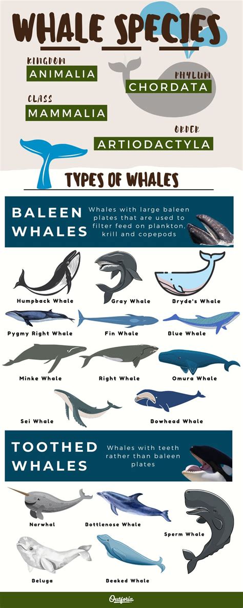 Types Of Whales