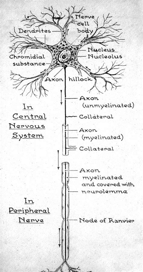 Full Neuron Diagram Labeled