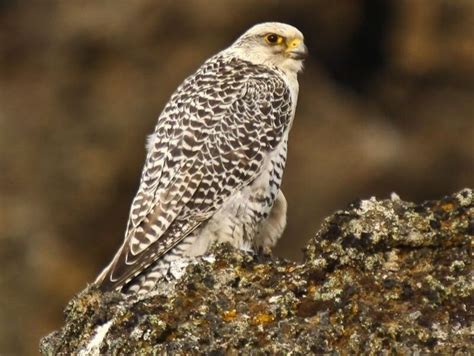 Gyrfalcon - Youth For Arctic Nature