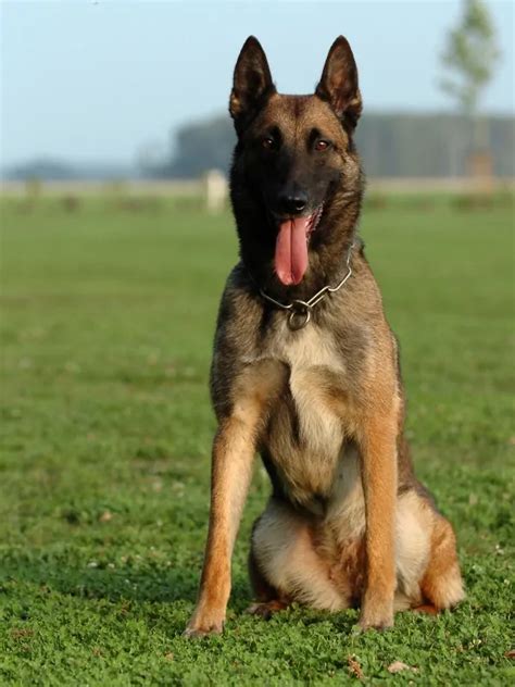 Belgian Malinois Police Dog | Tactical Police K9 Training