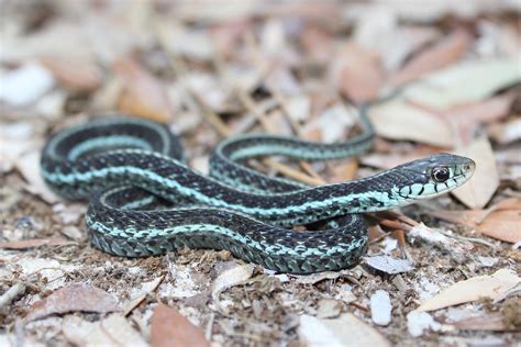 Common Gartersnake – Florida Snake ID Guide