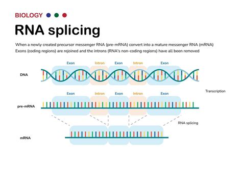 Diagram showing the biological process of RNA splicing to remove intron ...