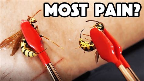 HORNET STING Vs WASP STING! Which hurt WORST?! - YouTube