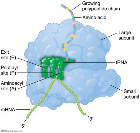 rRNA / tRNA / mRNA complex