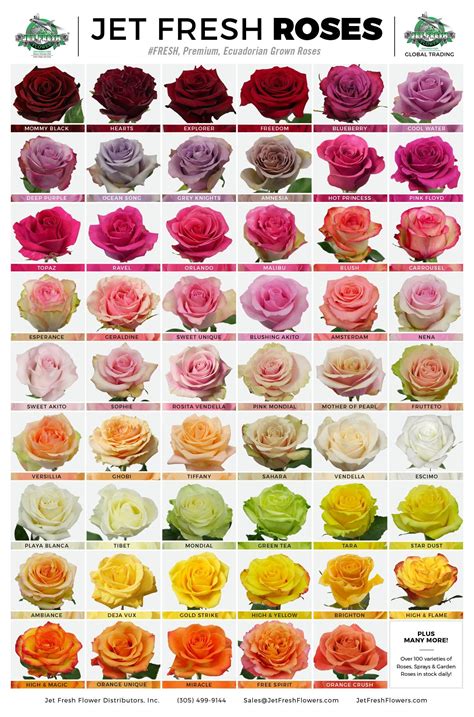 Types Of Rose Flowers And Their Meanings