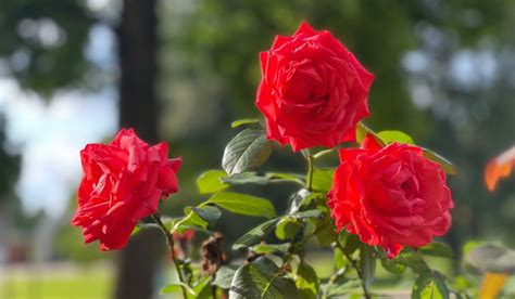 Rosa Chinensis - Plant Benefits, Care, And Maintenance Tips