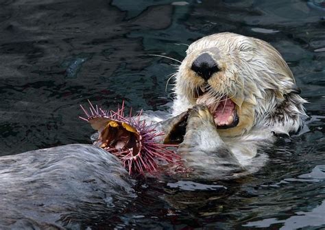 sea otter eating sea urchin | Выдра