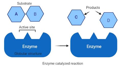 What is Enzyme in Biology? Structure, Location and Function | Biology ...