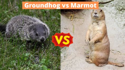 Groundhog vs Marmot - What is the difference? - Animal Hype