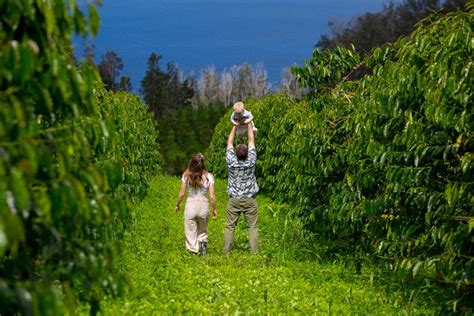 Kona Coffee Farm Tour in 2021 | Big island travel, Farm tour, Kona coffee