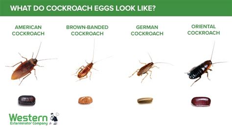 Cockroach eggs in your house | Western Exterminator