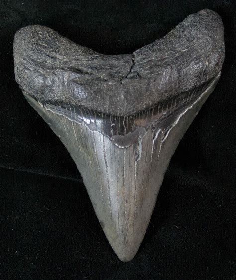 3.16" Fossil Megalodon Tooth For Sale (#13507) - FossilEra.com