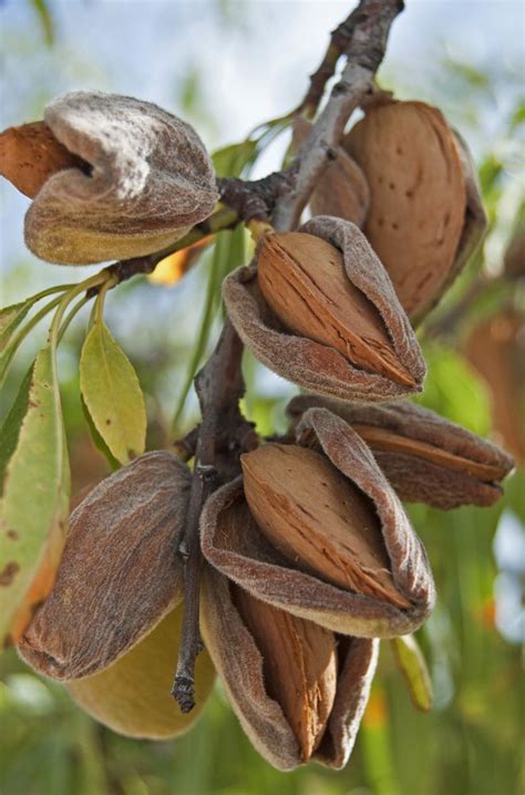 All-In-One Almond Tree | Ison's Nursery & Vineyard | Fruit plants ...