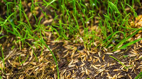 The best grass seed for your yard, according to a course superintendent