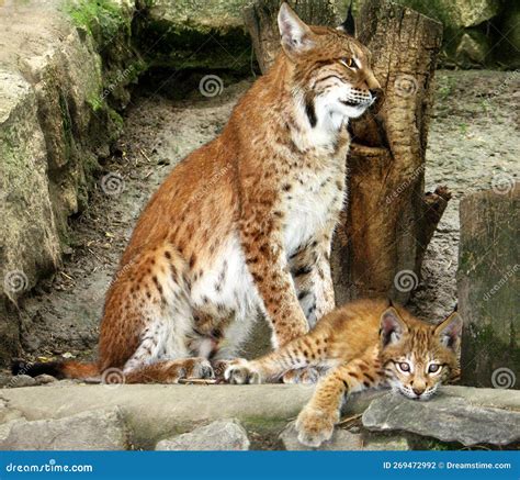 Eurasian lynx (Lynx lynx) stock photo. Image of eurasian - 269472992