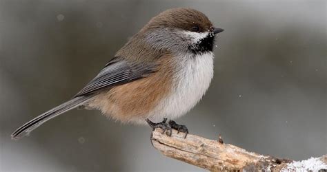 Boreal Chickadee Identification, All About Birds, Cornell Lab of ...