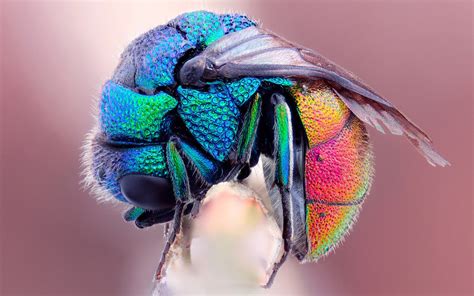 An crooked insect in rainbow colors