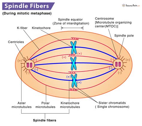 Spindle Fibers: Definition, Structure, & Functions, with Diagram