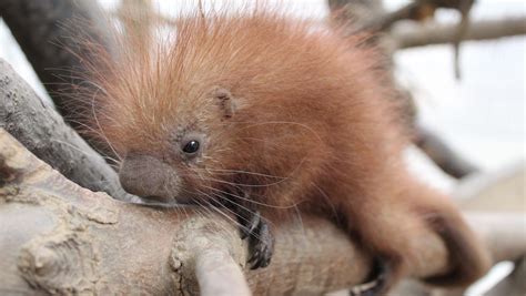 Spring 2016: New baby animals to find at zoos across the USA