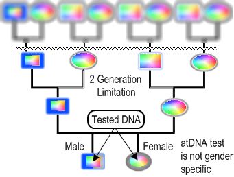 atDNA Uses for Genealogy