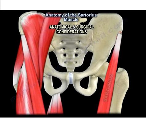 Anatomy of the Sartorius Muscle — OrthopaedicPrinciples.com