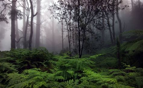 Foggy forest HD Wallpaper | Jungle wallpaper, Rain pictures, Foggy forest