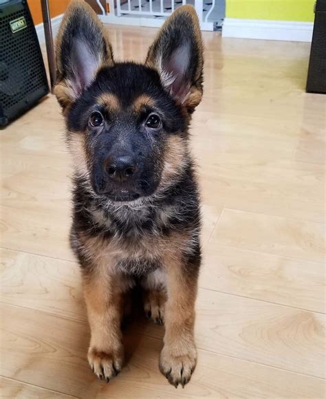 German Shepherd Puppies For Sale | Visalia, CA #328255