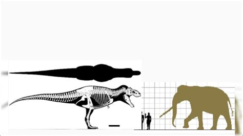 Tyrannosaurus Rex and Palaeoloxodon Antiquus Size Comparison - YouTube