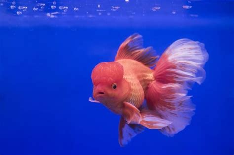 Oranda Goldfish Care Guide & Species Profile | Fishkeeping World