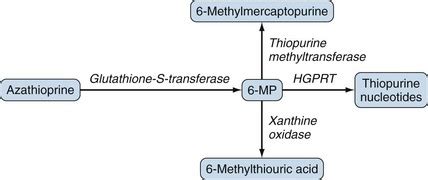 Azathioprine Mechanism Of Action - slidesharetrick