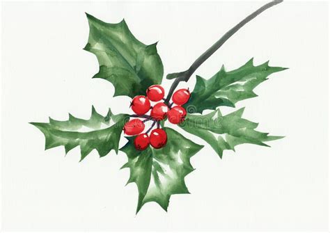 Green holly branch. Holly branch watercolor painting on white. Symbol ...