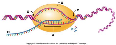 rna transcription Diagram | Quizlet