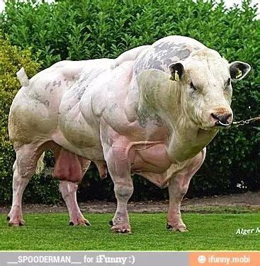 a large white cow standing on top of a lush green field next to shrubbery