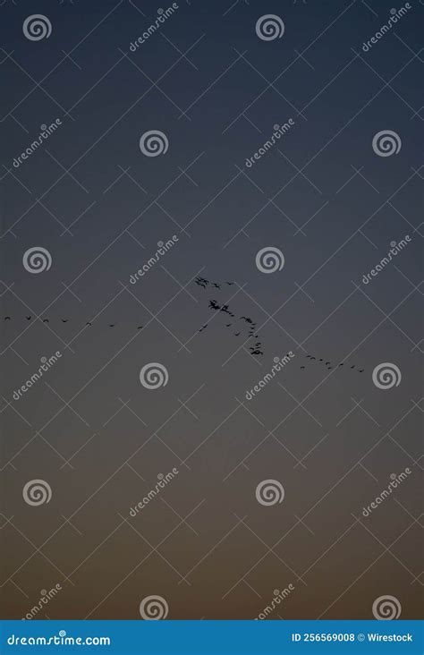 Birds flying in formation stock photo. Image of flight - 256569008