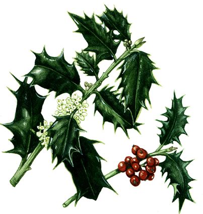 Botanical Illustrations and Christmas decorations - Lizzie Harper